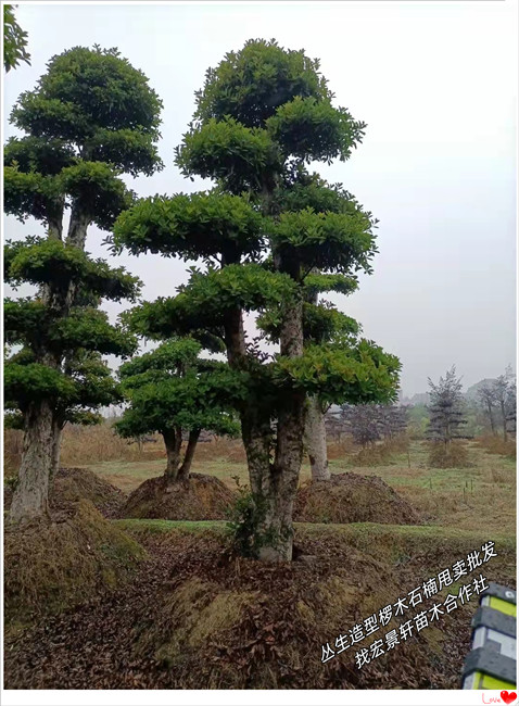 造型椤木石楠,湖南多杆榆树,浏阳丛生椤木石楠-宏景轩苗木合作社