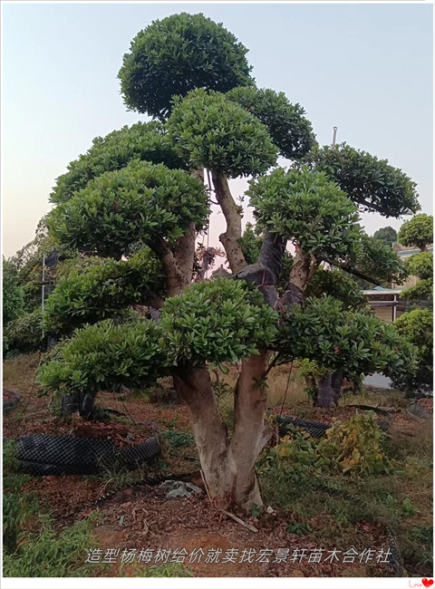 造型杨梅树，移栽杨梅树价格，多杆丛生杨梅树基地-宏景轩苗木合作社