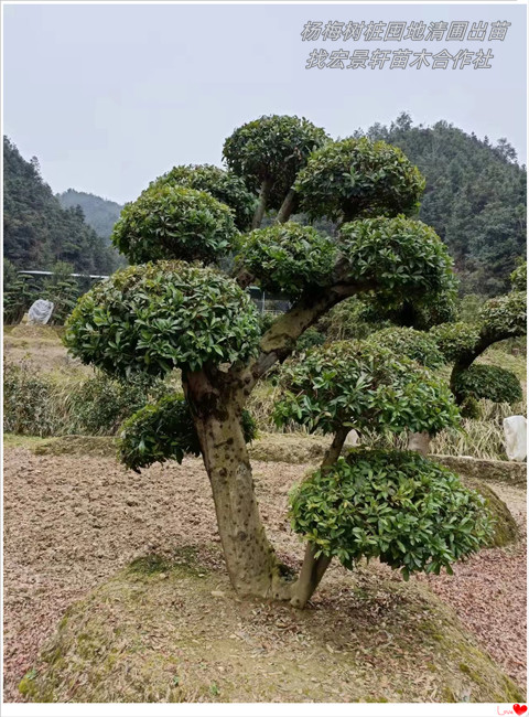 造型杨梅树，移栽杨梅树价格，多杆丛生杨梅树基地-宏景轩苗木合作社