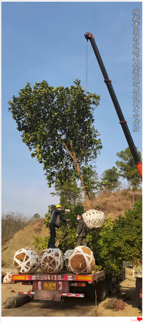 全冠香泡，湖南香泡价格，浏阳移栽香泡树--宏景轩苗木合作社