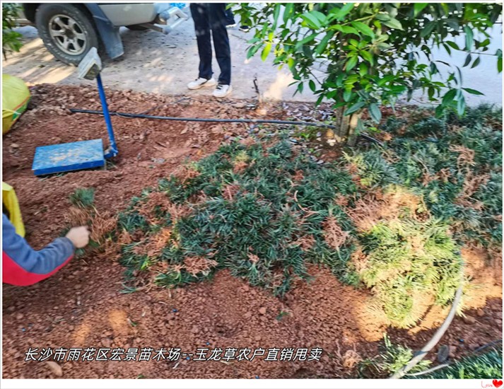 湖南玉龙草，浏阳吉祥草，玉龙草穴盘苗基地，麦冬草价格-宏景轩苗木合作社