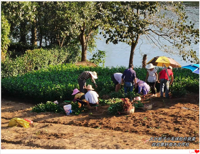 大叶栀子小毛球，湖南小叶栀子杯苗-宏景轩苗木合作社