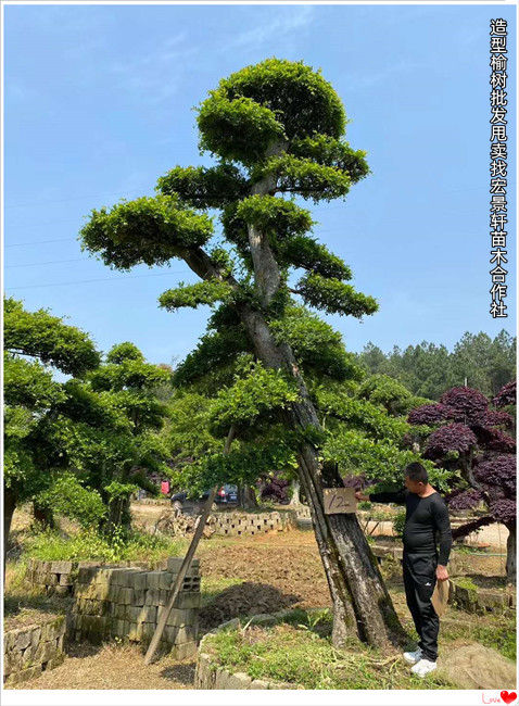 好苗不贵的湖南造型榆树,浏阳长飘造型榔榆秋季大甩卖来宏景轩