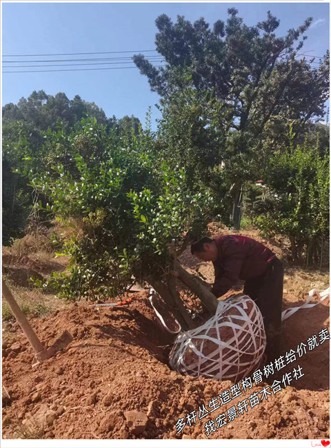 湖南造型构骨树桩,浏阳构骨盆景，构骨小苗-宏景轩苗木合作社