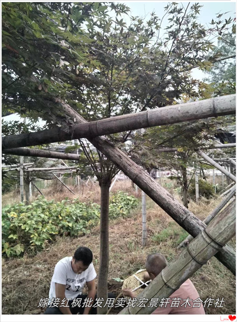 嫁接红枫,湖南红枫苗木，红枫价格-宏景轩苗木合作社