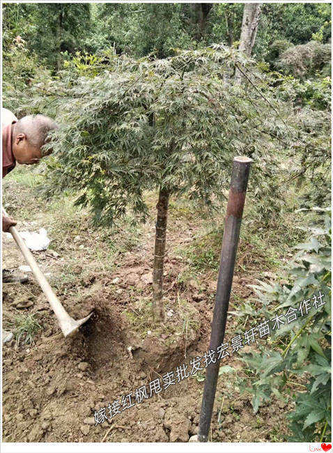 嫁接红枫,湖南红枫苗木，红枫价格-宏景轩苗木合作社