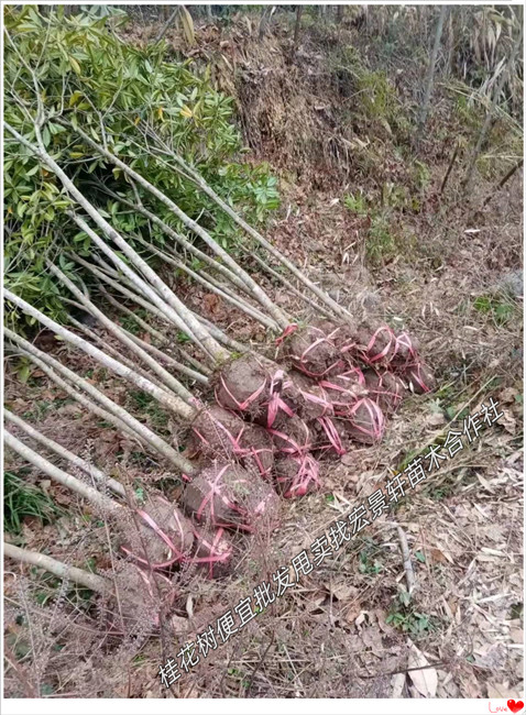 湖南桂花树价格，浏阳桂花树苗圃，丛生桂花树基地-宏景轩苗木合作社