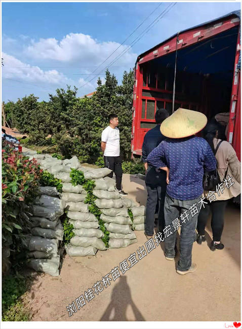 湖南桂花树价格，浏阳桂花树苗圃，丛生桂花树基地-宏景轩苗木合作社