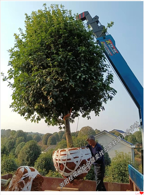 湖南桂花树价格，浏阳桂花树苗圃，丛生桂花树基地-宏景轩苗木合作社