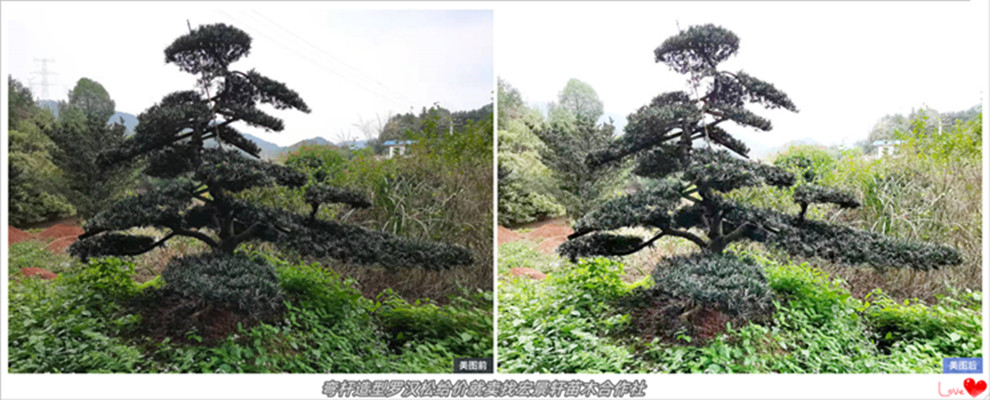 湖南造型罗汉松,长飘-临水造型罗汉松，浏阳罗汉松价格-宏景轩苗木合作社