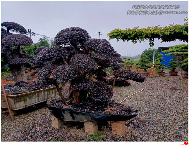 造型红花檵木树桩，湖南红花檵木价格，浏阳红花檵木杯苗-宏景轩苗木合作社