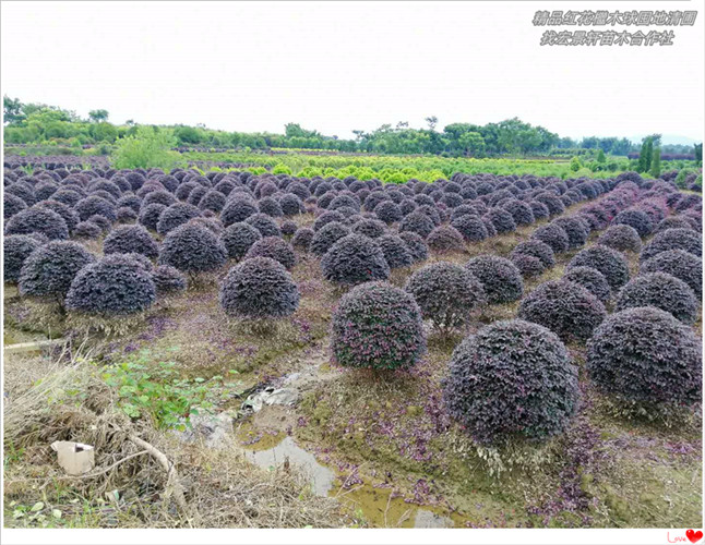 湖南红花檵木球，浏阳红花檵木价格，长沙红花檵木杯苗-宏景轩苗木合作社