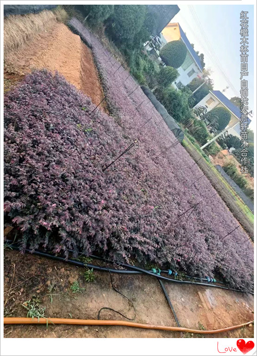 造型红花檵木树桩，湖南红花檵木价格，浏阳红花檵木杯苗-宏景轩苗木合作社