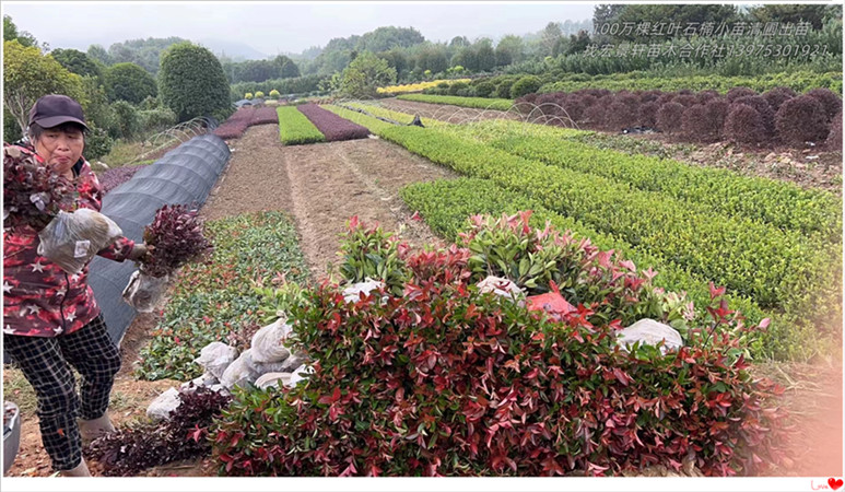 红叶石楠小苗,湖南红叶石楠小毛球,红叶石楠基地-宏景轩苗木合作社