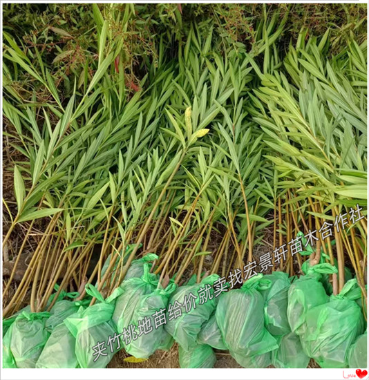 湖南夹竹桃，浏阳夹竹桃，湖南多分支夹竹桃-宏景轩苗木合作社