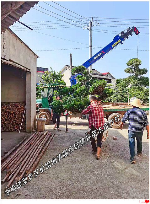 湖南造型罗汉松，浏阳异型罗汉松，罗汉松价格-宏景轩苗木合作社