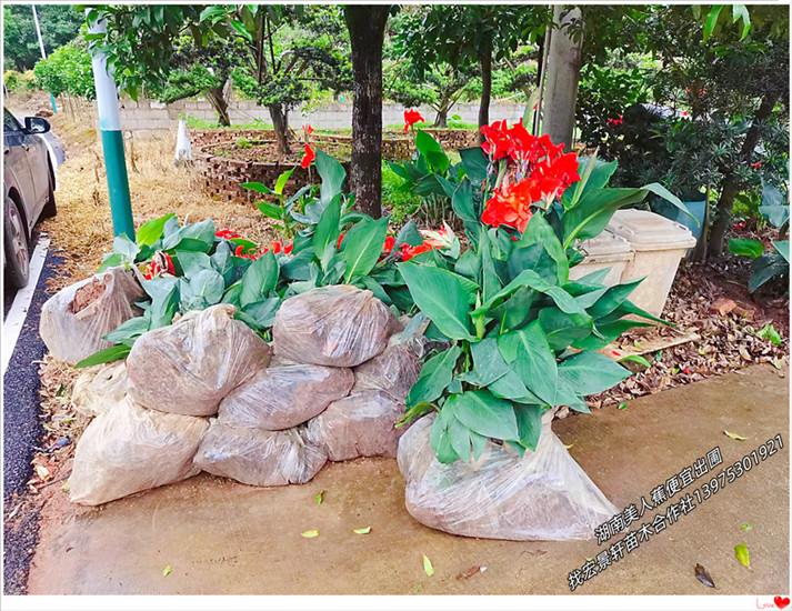 湖南美人蕉,浏阳美人蕉,木芙蓉,夹竹桃-宏景轩苗木合作社