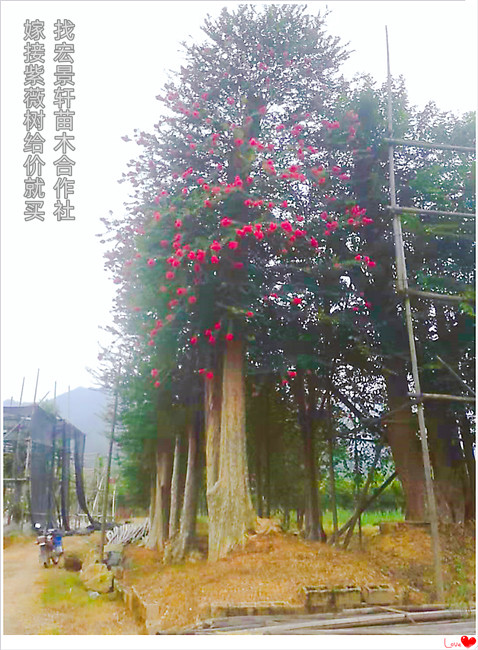 丛生嫁接紫薇，多杆嫁接紫薇，湖南紫薇苗圃-宏景轩苗木合作社