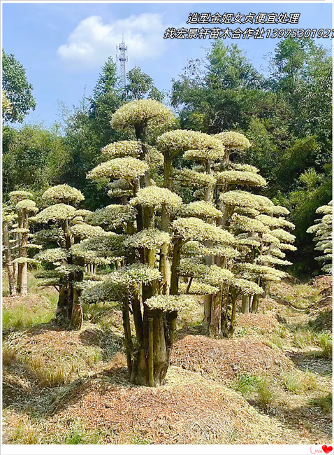 造型金姬女贞，湖南金姬女贞价格，浏阳亮晶女贞基地-宏景轩苗木合作社