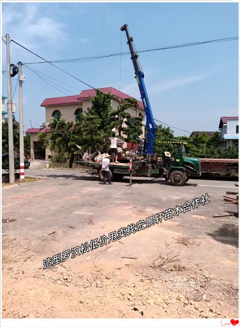 湖南造型罗汉松,长飘临水造型罗汉松-宏景轩苗木合作社