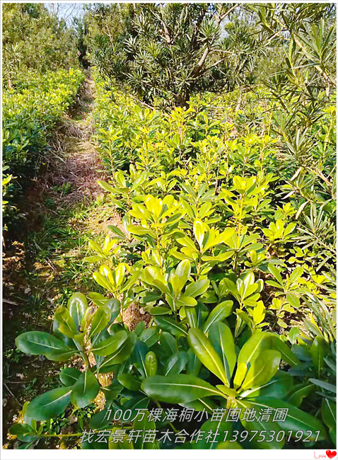 湖南海桐杯苗,浏阳海桐小毛球,海桐球基地-宏景轩苗木合作社 湖南海桐杯苗,浏阳海桐小毛球,海桐球基地-宏景轩苗木合作社