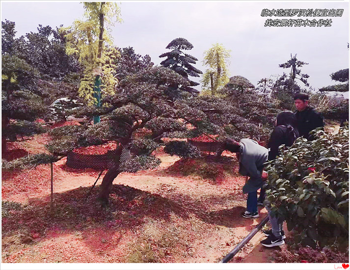 造型罗汉松，湖南罗汉松价格，临水罗汉松苗圃-宏景轩苗木合作社