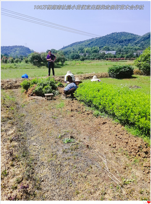 湖南杜鹃小苗，浏阳春鹃价格，杜鹃基地-宏景轩苗木合作社