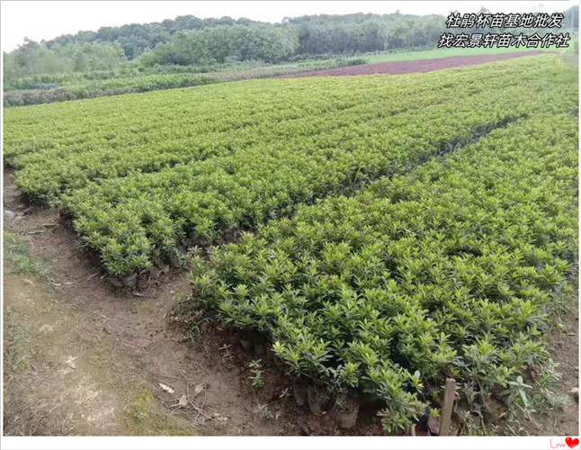 湖南杜鹃小苗，浏阳春鹃价格，杜鹃基地-宏景轩苗木合作社