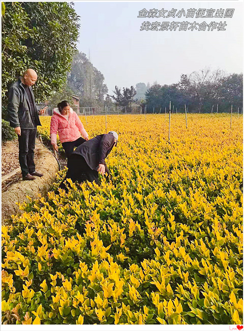 金森女贞小苗，湖南金森女贞价格，浏阳金森女贞杯苗-宏景轩苗木合作社