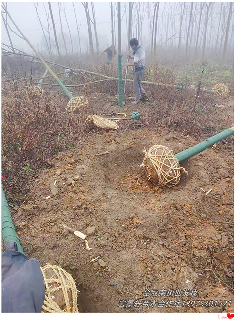 湖南栾树价格，浏阳移栽栾树，多杆丛生栾树-宏景轩苗木合作社