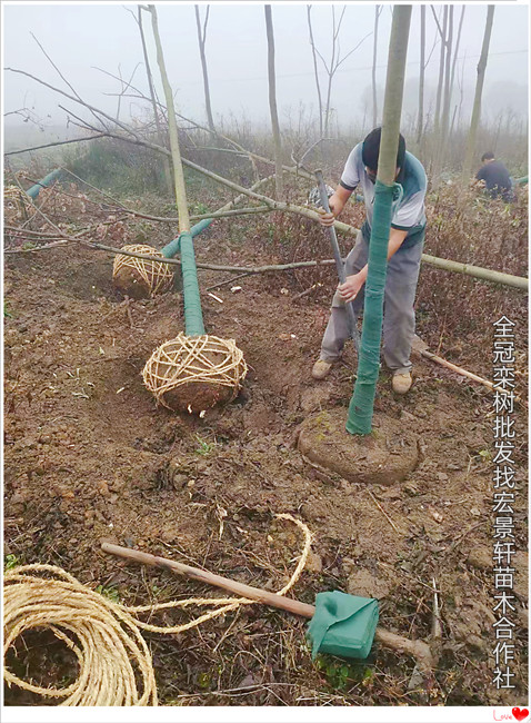 湖南栾树价格，浏阳移栽栾树，多杆丛生栾树-宏景轩苗木合作社