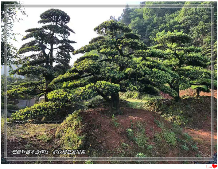 大飘枝湖南造型罗汉松,临水长飘罗汉松，湖南罗汉松-宏景轩苗木合作社