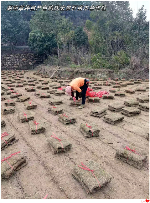 湖南草坪，浏阳草坪，长沙马尼拉草毯-宏景轩苗木合作社