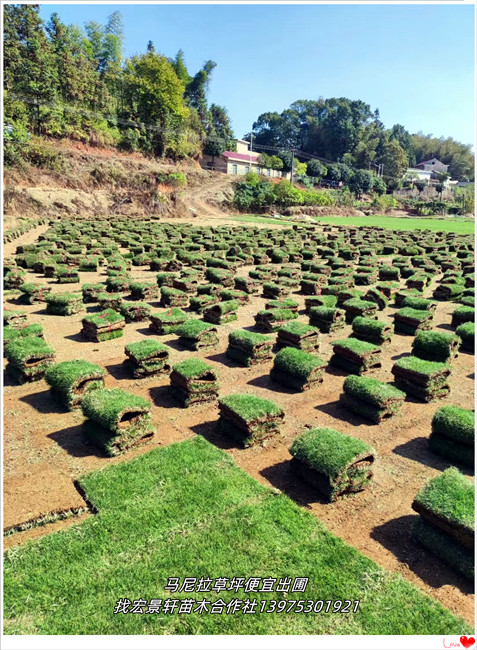 湖南马尼拉草坪，浏阳草坪价格，长沙百慕大草坪-宏景轩苗木合作社