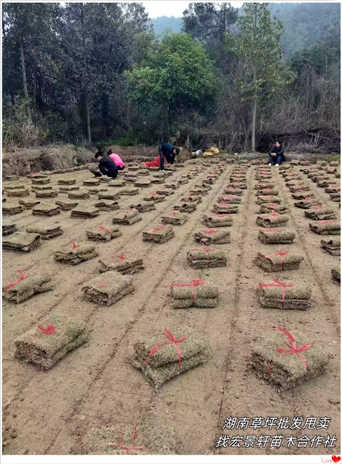 湖南草坪，浏阳草坪，长沙马尼拉草毯-宏景轩苗木合作社