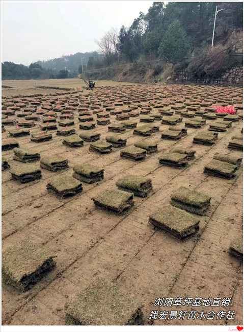 湖南马尼拉草坪，浏阳草坪价格，长沙百慕大草坪-宏景轩苗木合作社