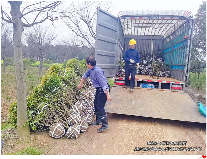 湖南金冠女贞球，浏阳金冠女贞杯苗，金森女贞价格-宏景轩苗木合作社