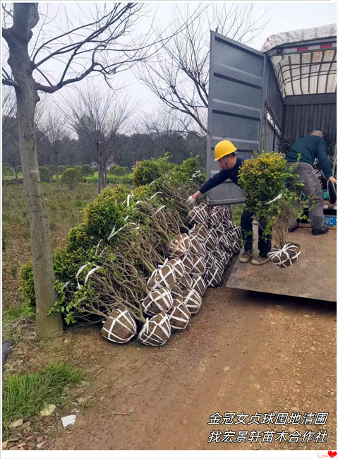 湖南金冠女贞球，浏阳金冠女贞杯苗，金森女贞价格-宏景轩苗木合作社