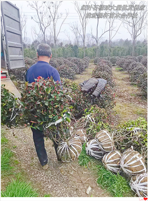 湖南红叶石楠球，浏阳红叶石楠杯苗，红叶石楠价格-宏景轩苗木合作社