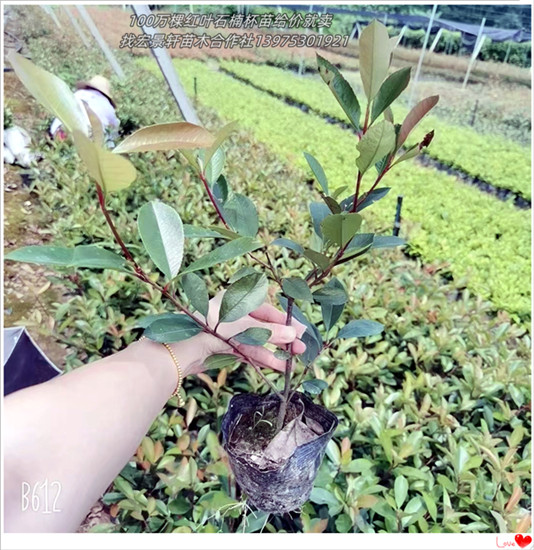 湖南红叶石楠球，浏阳红叶石楠杯苗，红叶石楠价格-宏景轩苗木合作社