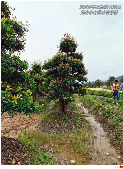 湖南造型椤木石楠，浏阳椤木石楠价格-宏景轩苗木合作社