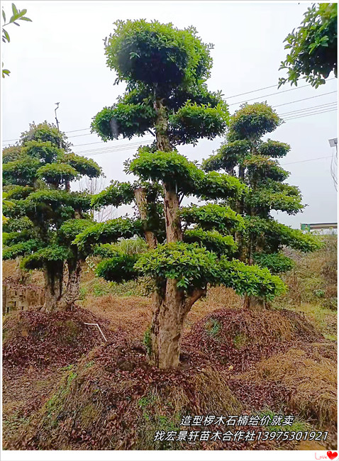 造型椤木石楠价格，湖南椤木石楠苗圃，浏阳丛生椤木石楠-宏景轩苗木合作社