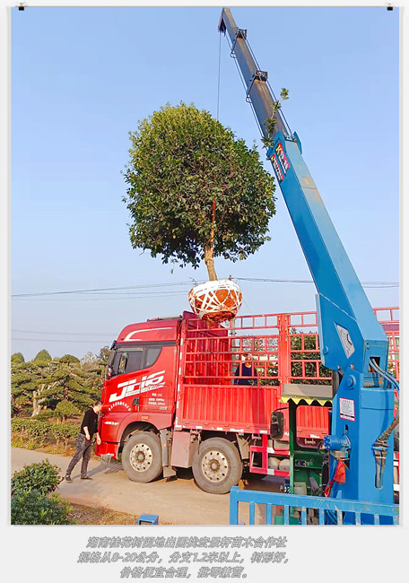 湖南桂花树，浏阳丛生桂花树，长沙桂花树-宏景轩苗木合作社