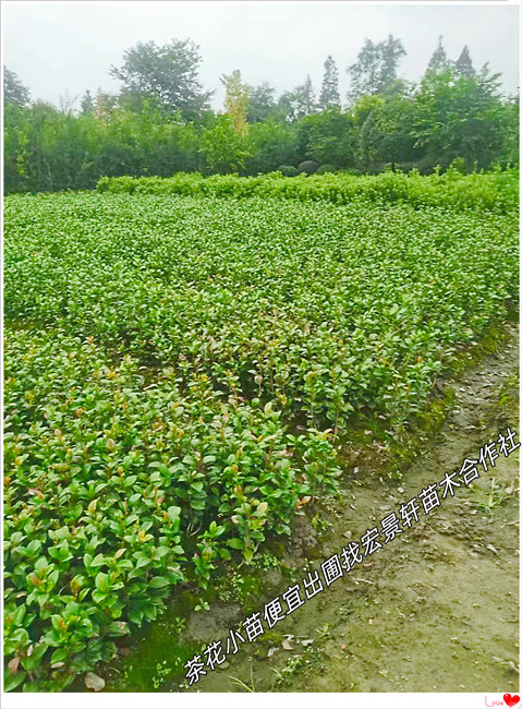 浏阳茶花球,柏加茶花杯苗，湖南茶花小苗-宏景轩苗木合作社