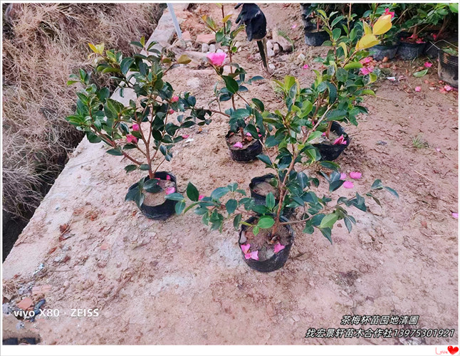 浏阳茶梅杯苗，柏加茶梅小苗，茶花茶梅基地-宏景轩苗木合作社