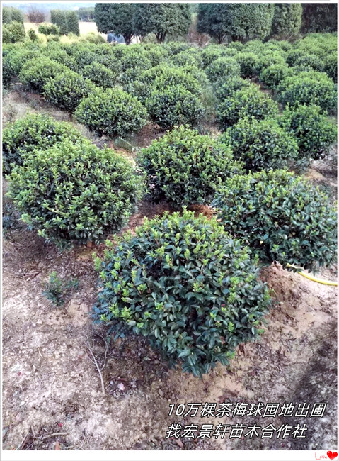 浏阳茶花球,柏加茶花杯苗，湖南茶花小苗-宏景轩苗木合作社