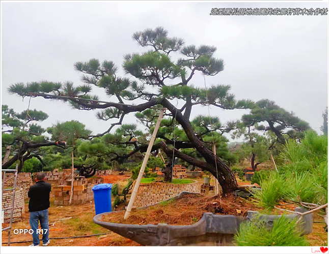 湖南造型黑松，浏阳黑松价格，柏加黑松基地-宏景轩苗木合作社