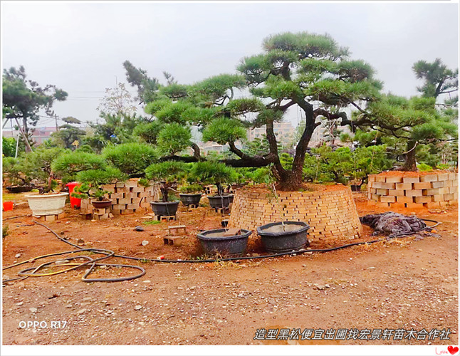 湖南造型黑松，浏阳黑松价格，柏加黑松基地-宏景轩苗木合作社