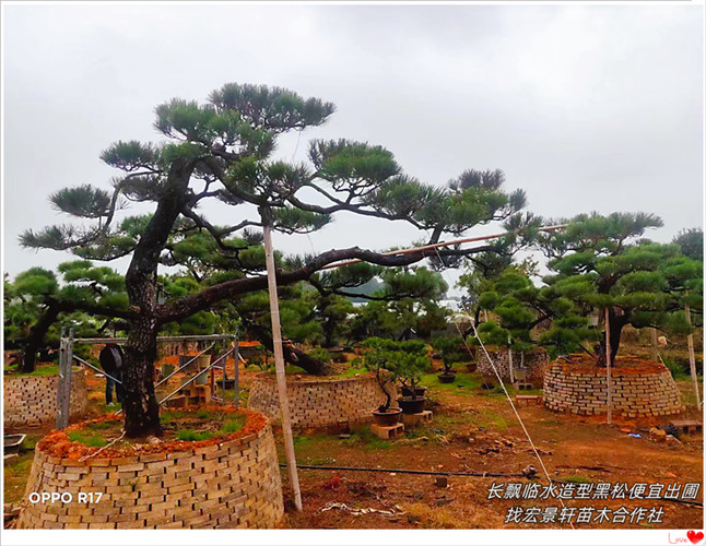 湖南造型黑松，浏阳黑松价格，柏加黑松基地-宏景轩苗木合作社