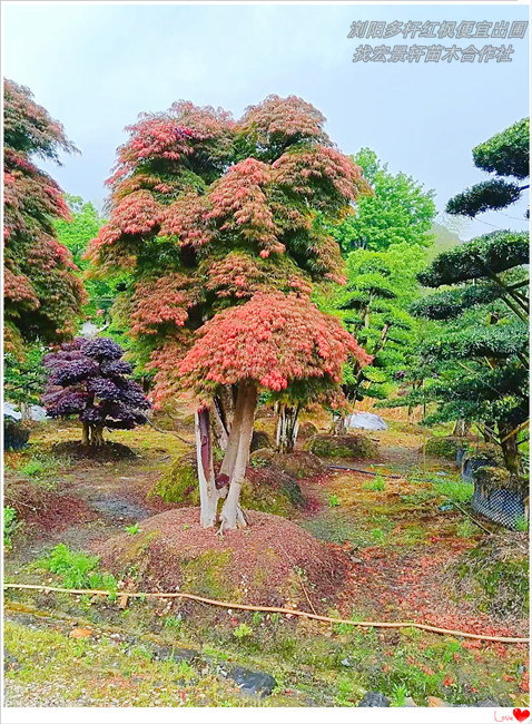 湖南嫁接红枫，浏阳多杆红枫，红枫苗圃基地-宏景轩苗木合作社